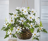 Light up any room with a hanging basket full of springtime loveliness. Realistic daisies are beautifully arranged and come with a string of white, battery-powered LED lights