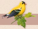 Song Birds wall decal stickers garden bedroom wall decorations