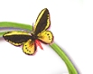 ideas about Butterflies garden theme wall murals - butterfly wall mural decal stickers