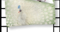 Peacock Comforter   