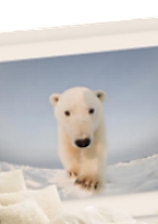 Curious Polar Bear  magic murals